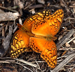 FRITILLARY, MEXICAN (Euptoieta hegesia) (12-04-2022) national butterfly center, mission, hidalgo co, tx -02 photo