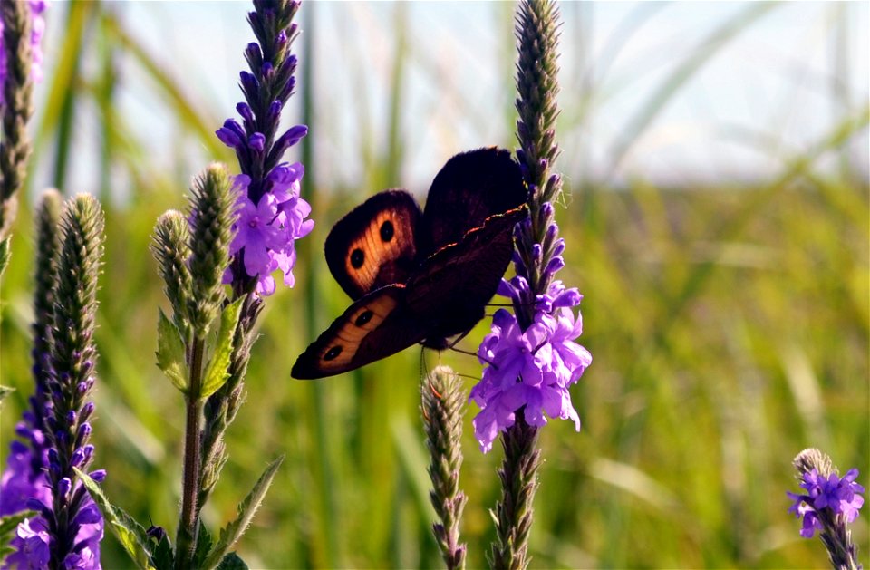 Common wood-nymph found in Kansas in the Konza Prairie