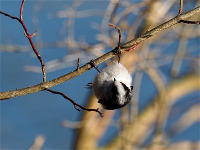 Schwanzmeise photo