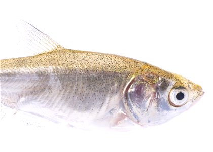Silver Carp (Hypophthalmichthys molitrix), Juvenile (5) photo