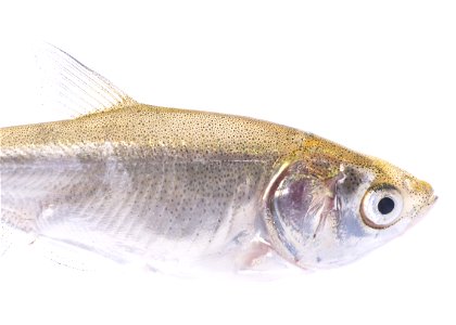 Silver Carp (Hypophthalmichthys molitrix), Juvenile (5)