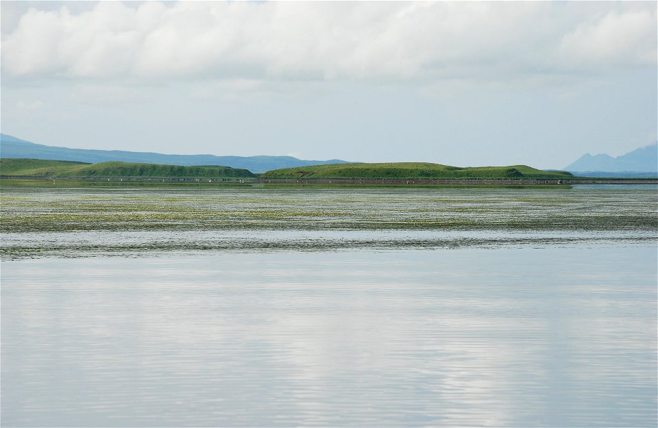 Eelgrass in Izembek Lagoon