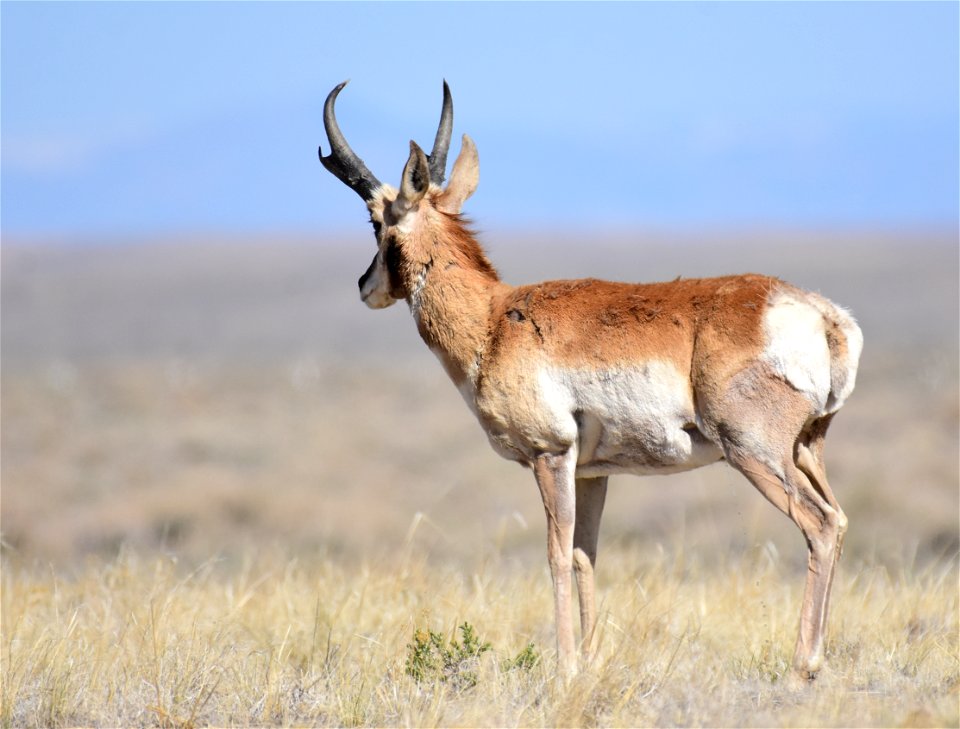 Pronghorn at Seedskadee National Wildlife Refuge
