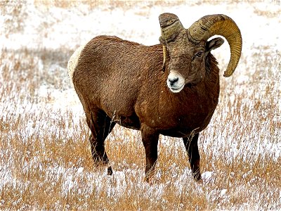 Bighorn Sheep in Snowy Meadow