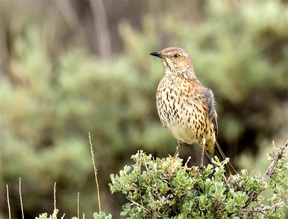 Sage thrasher at Seedskadee National Wildlife Refuge
