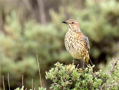 Sage thrasher at Seedskadee National Wildlife Refuge