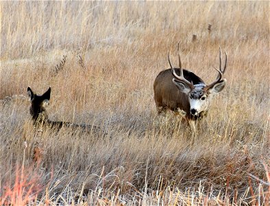 Mule deer at Seedskadee National Wildlife Refuge