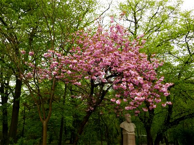 Herestrau Park in spring (74)