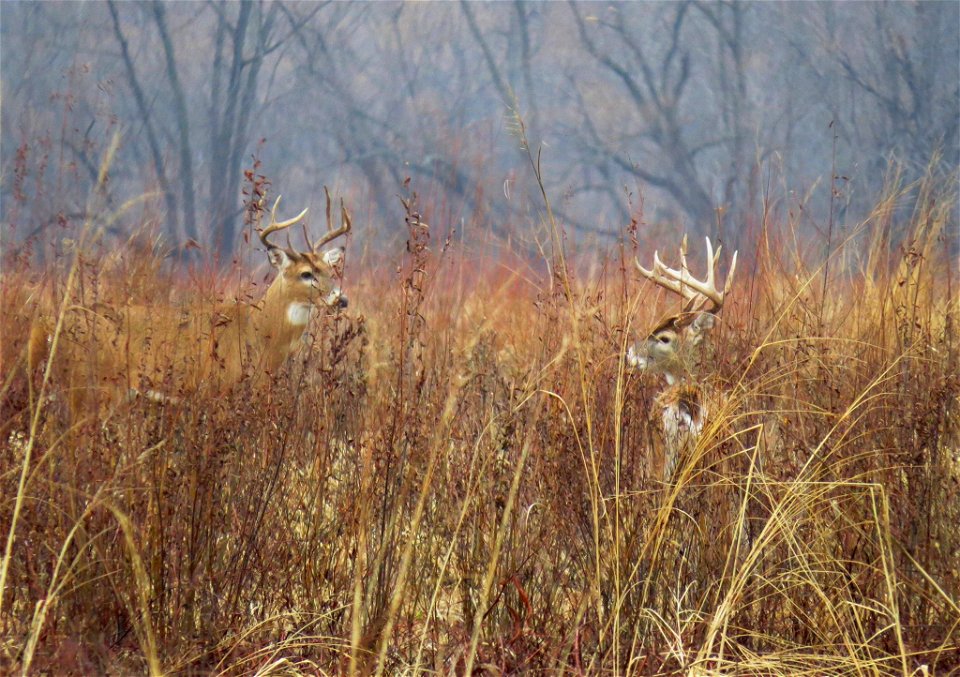 White-tailed deer