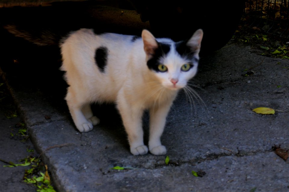 independent-cats_2017_0624_082602(1)