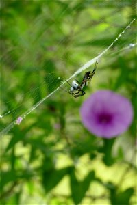 SPIDER-P1930368
