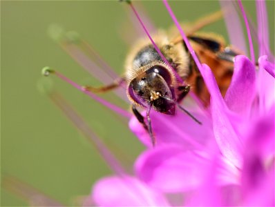 Western honeybee on Rocky Mountain beeplant