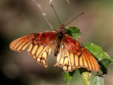 SILVERSPOT, MEXICAN (Dione moneta) (12-31-2021) female, national butterfly center, mission, hidalgo co, tx -01 photo