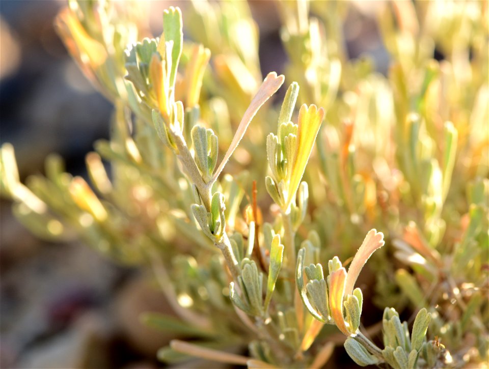 Wyoming big sagebrush (  Artemesia tridentata var. wyomingensis) on Seedskadee National Wildlife Refuge