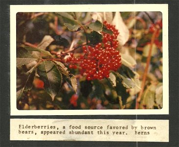 (1971) Elderberries