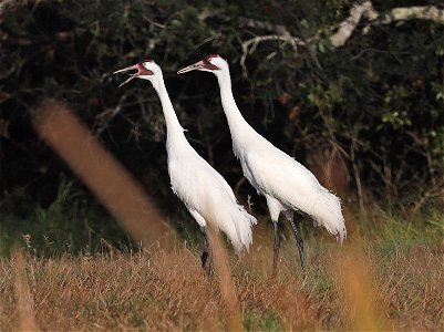251 - WHOOPING CRANE (12-17-2021) 4th street, goose island, refugio co, tx -21