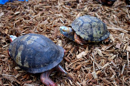 Mexican Box Turtle
