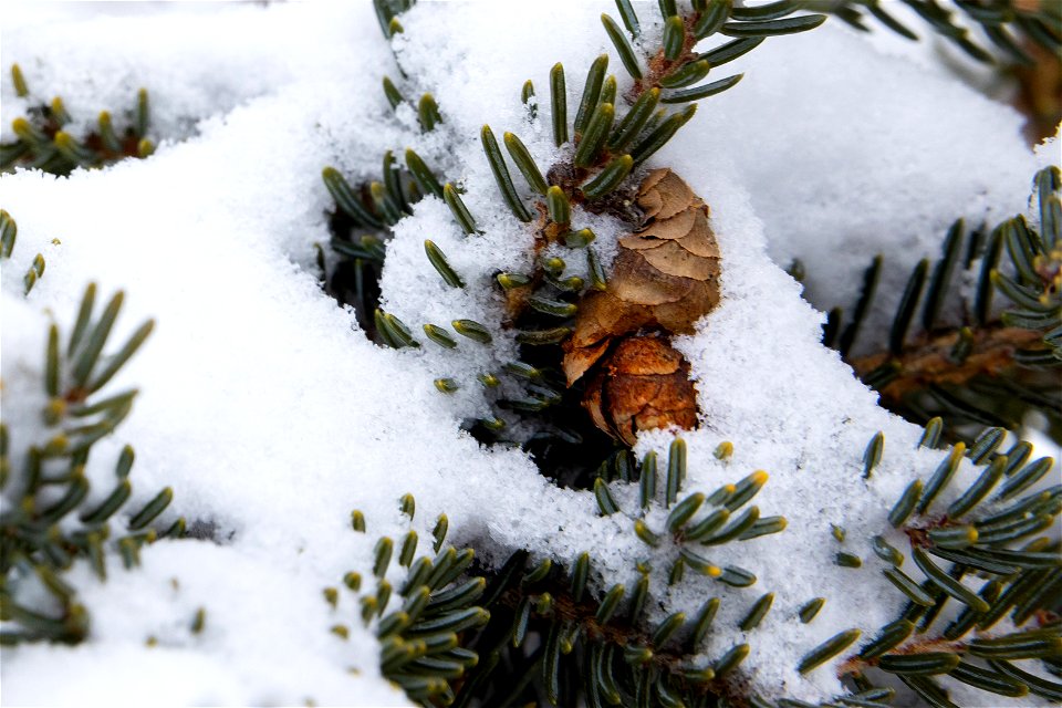 Spruce trees in the snow.