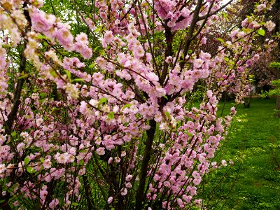 Herestrau Park in spring (147)