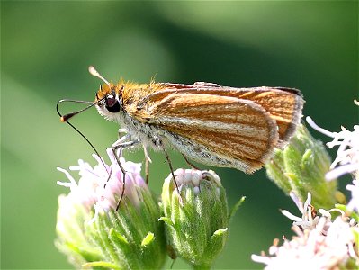 SKIPPERLING, SOUTHERN (Copaeodes minimus) (12-31-2021) the butterfly center, mission, hidalgo co, tx -01