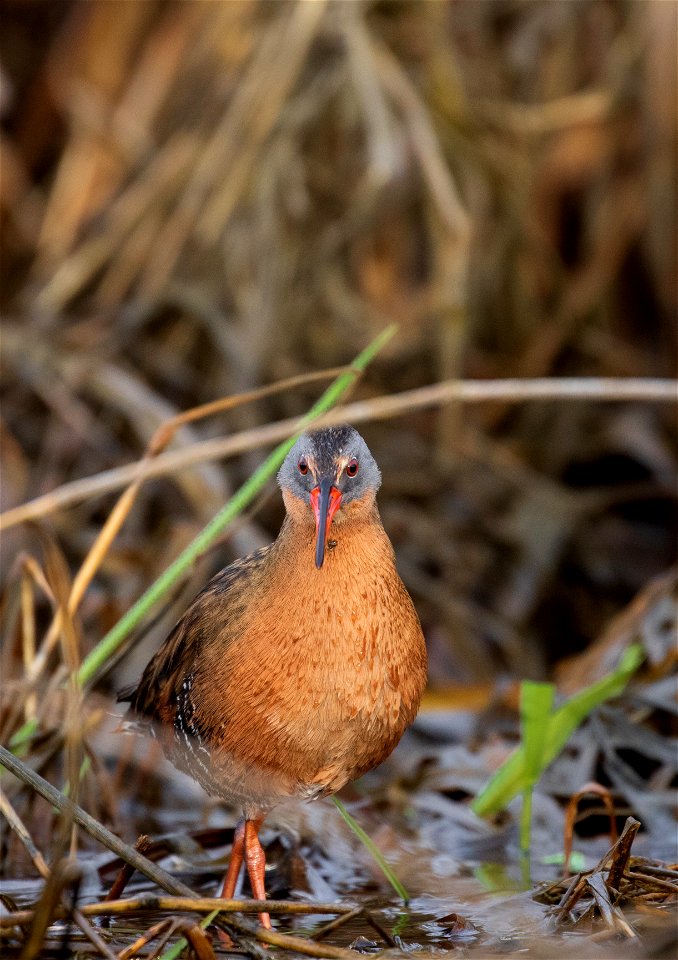 Virginia rail