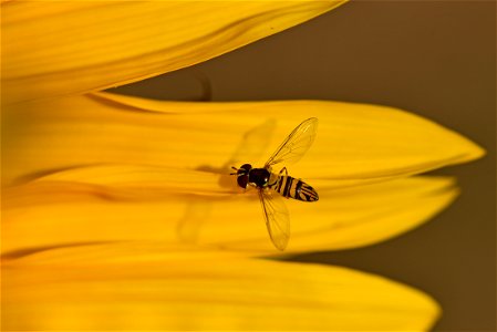 Oblique streaktail hoverfly photo