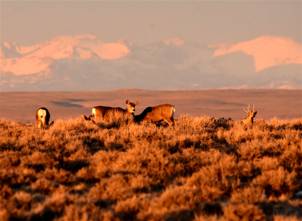 Mule deer at Seedskadee National Wildlife Refuge