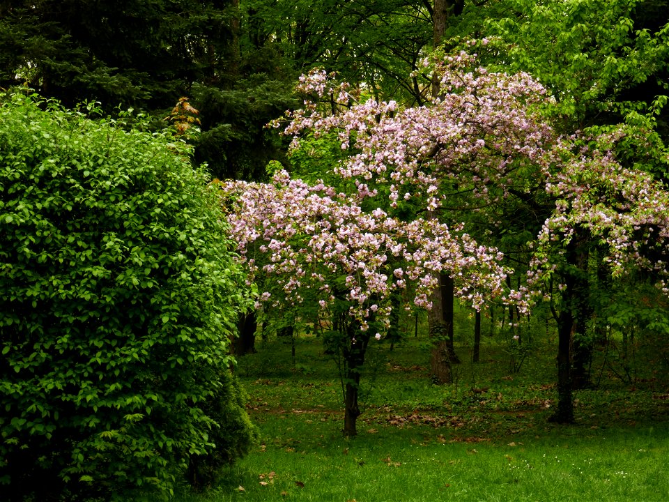 Herestrau Park in spring (20)
