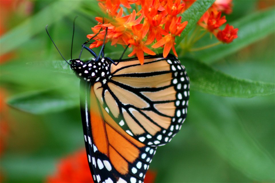 Monarch butterfly