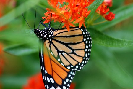 Monarch butterfly photo