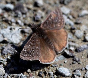 DUSKYWING, PROPERTIUS (Erynnis propertius) (04-06-2022) french hill road, smith river nat rec area, del norte co, ca -01