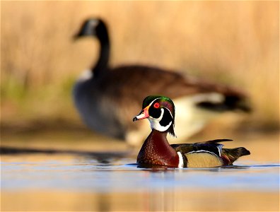 Wood duck at Seedskadee National Wildlife Refuge photo