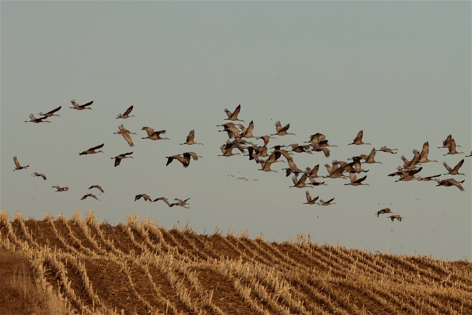 Sandhill Cranes Huron Wetland Management District photo