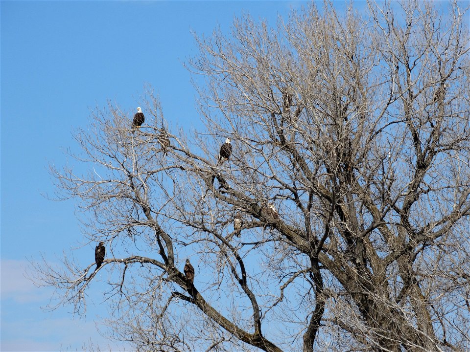Several Eagles Enjoying the Same Tree Lake Andes Wetland Management District South Dakota photo