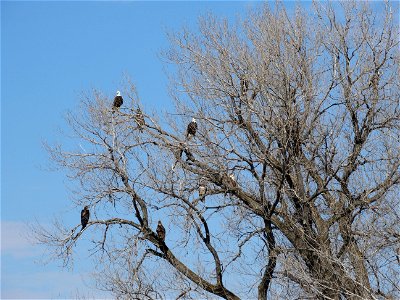 Several Eagles Enjoying the Same Tree Lake Andes Wetland Management District South Dakota