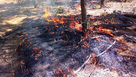 David Canyon Prescribed Fire photo