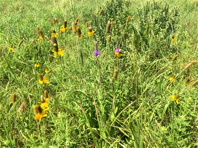 Prairie Flower Diversity Lake Andes Wetland Management District South Dakota