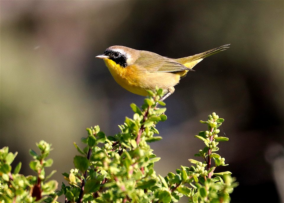 818 - COMMON YELLOWTHROAT (8-31-2021) del norte co, ca -02