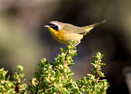 818 - COMMON YELLOWTHROAT (8-31-2021) del norte co, ca -02