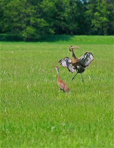 Sandhill Cranes photo