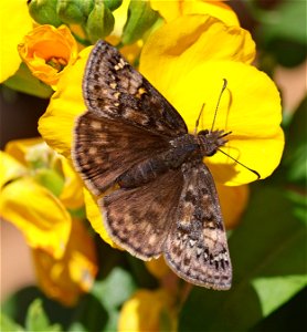 DUSKYWING, JUVENAL'S (Erynnis juvenalis) (05-02-2023) north carolina arboretum, near ashville, buncombe co, nc -01 female
