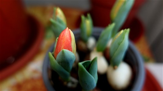 tulips_lalele-2023_0215_180839