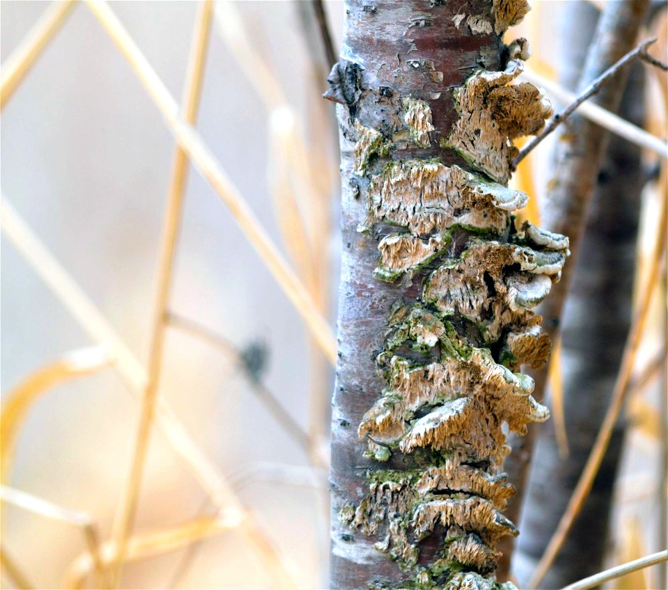 Fungus on Buckthorn