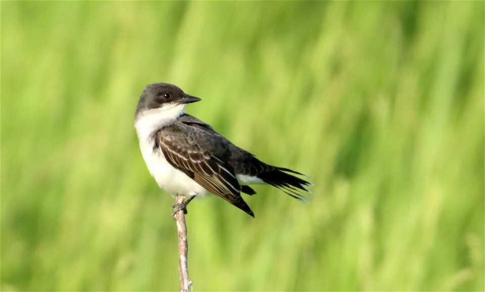 Eastern Kingbird Tewaukon National Wildlife Refuge