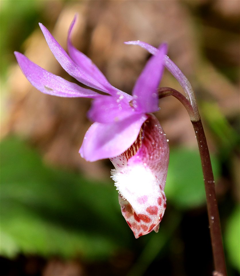 Calypso bulbosa (Fairy Slipper) (4-22-2022) tolowa dunes state park, del norte co, ca -04