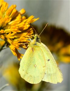 clouded sulphur Colias eurytheme on Seedskadee National Wildlife Refuge