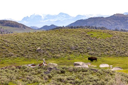 Bison grazing in Lamar Valley with Cutoff Mountain photo