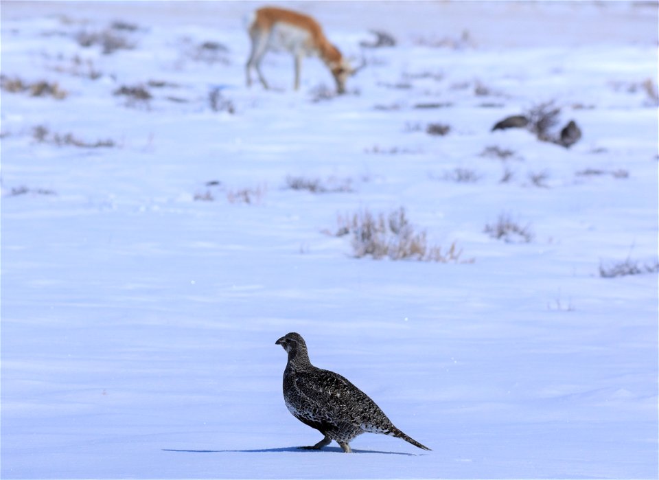 Greater sage-grouse on Seedskadee National Wildlife Refuge