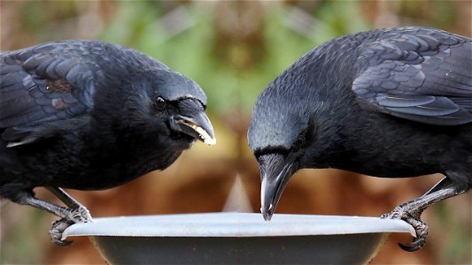 "Unser" Rabenkrähenpärchen (Männchen vermutlich rechts)