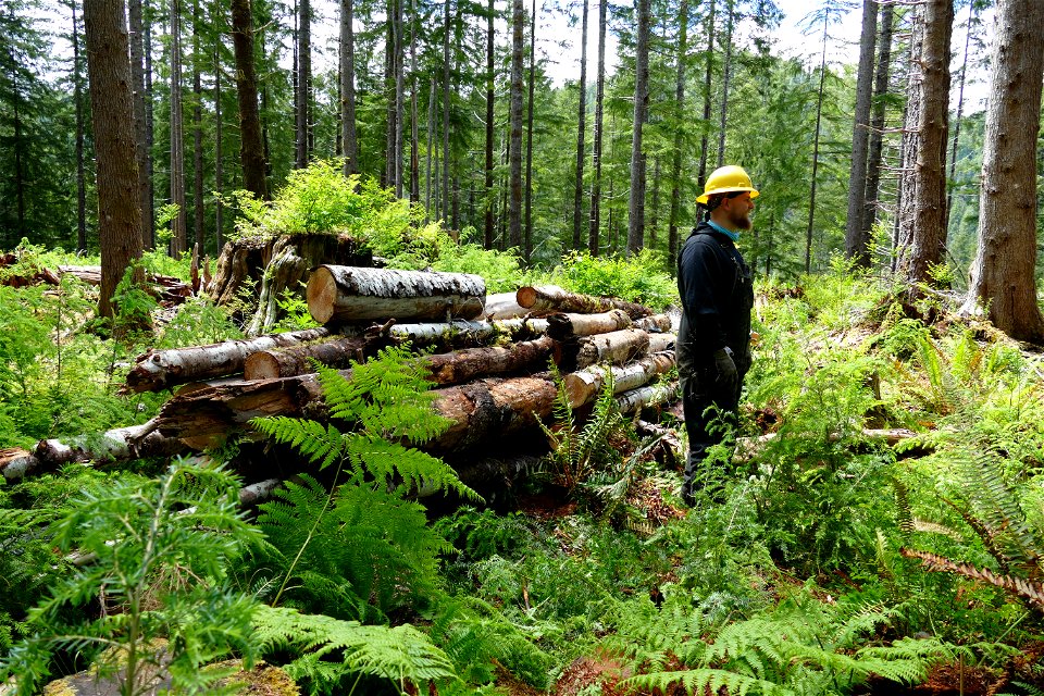 2021006-FS-Olympic-Washington Conservation Corps working on a wildlife project in recently thinned forest units creating “log pyramids,” -replicas of old-growth logs that are largely missing in these stands.